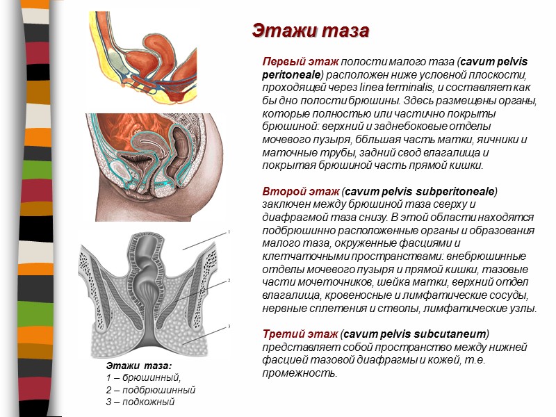 Этажи таза Этажи таза:  1 – брюшинный,  2 – подбрюшинный  3
